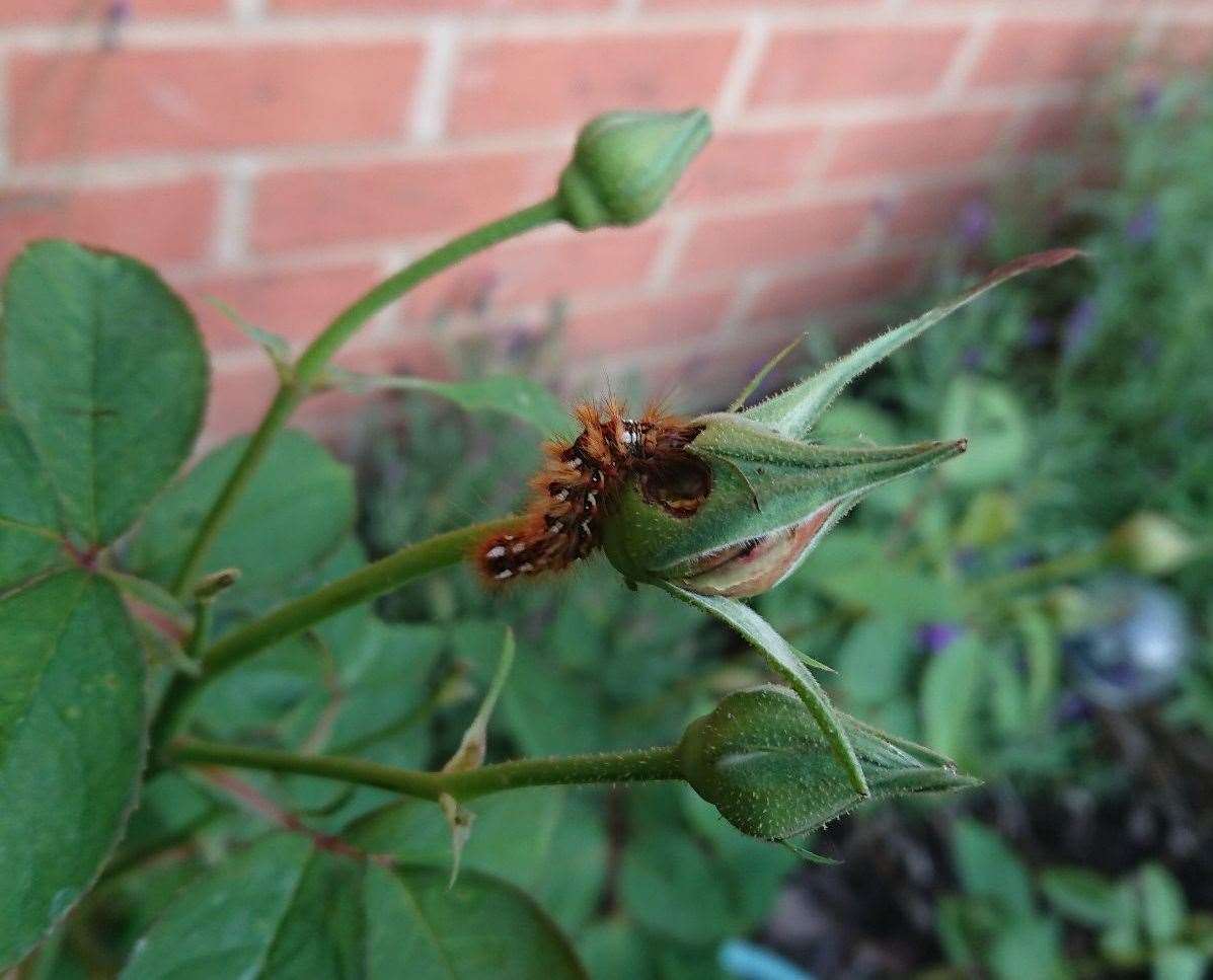 A brown-tail moth caterpillar has been found in a Folkestone garden