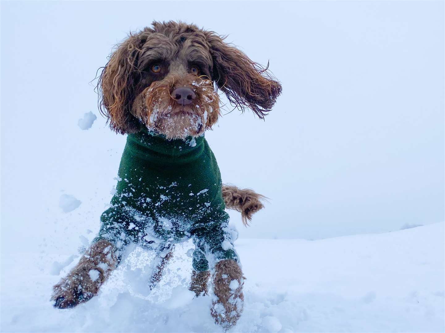 Benji playing in the snow in fields off Thong Lane, Gravesend. Picture: Linda Goodwin