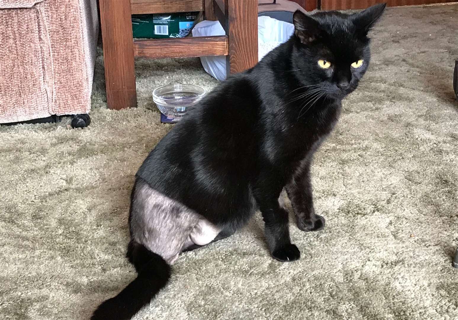 This cat had to have its leg amputated after being shot