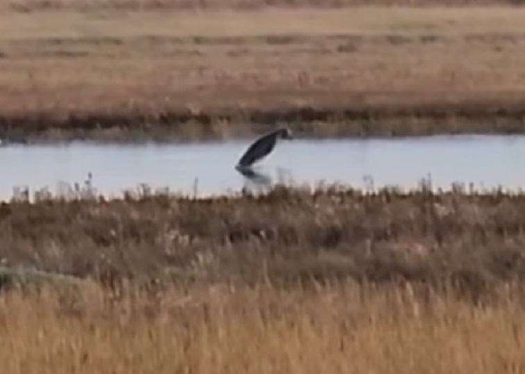 In one part of the clip, the animal almost completely left the water in an upward dive. Picture: John Hart