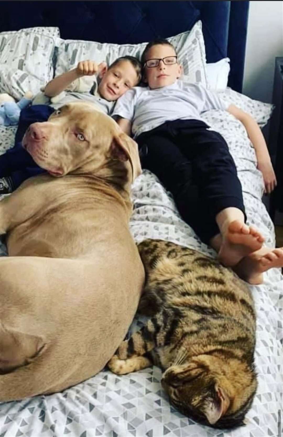 Fraser,eight, his brother Lloyd,10 with their pets dog Caesar and cat Hunter