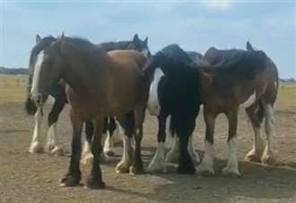 'Water shortage is making my 30 horses severely dehydrated'