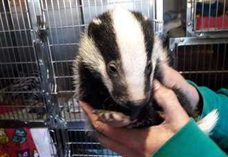 Cute alert: meet Bernard the four-week-old baby Badger