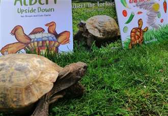 Gravesend celebrity tortoise returns to Waterstone's Bluewater with second picturebook Albert and the Wind