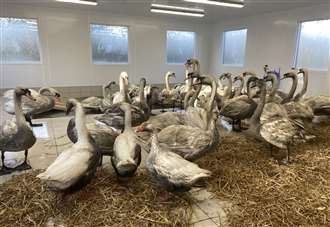Swans left coated in oil after serious River Medway spill