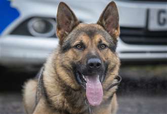 Police dog find suspects in field