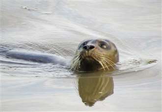 Seal and kingfisher spotted in river