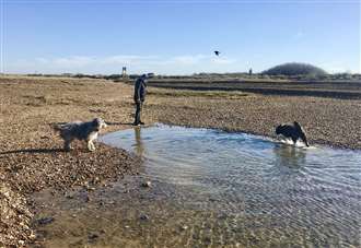 Dogs to be kept on leads at beauty spot to protect wildlife