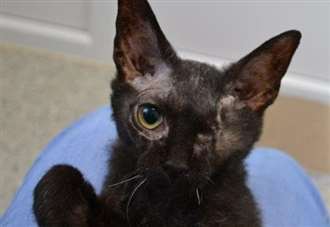Neglected cat has to have eye removed