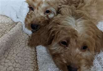 Pups dumped in bin 'not out of the woods yet'