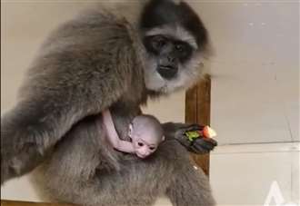 Adorable gibbon born at reserve
