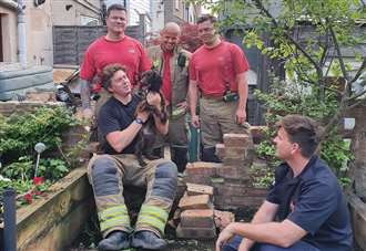 Puppy freed from brick wall