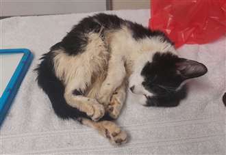 Disabled kitten dumped in M&S bag