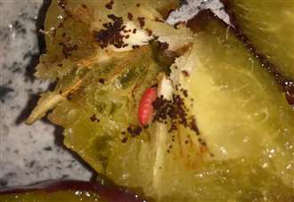 Teen's horror at finding live maggot in plum