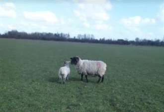 10 pregnant sheep dead and lamb mauled by dog at farm