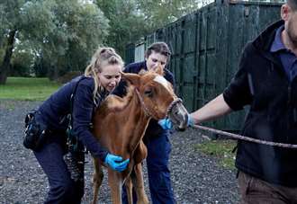 One horse harmed each day over summer, says the RSPCA