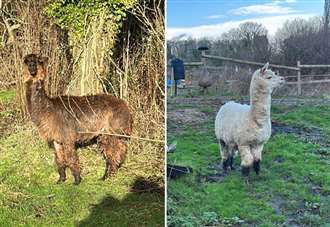‘Our pet alpacas could be culled - we would be devastated'