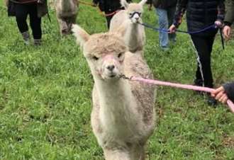 Vandals target alpaca farm