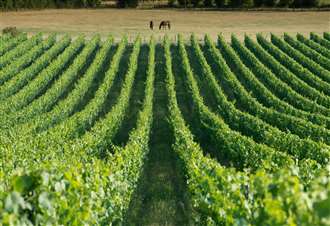 Kent vineyard named best in the UK