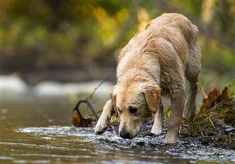 Warning to dog owners over highly toxic blue-green algae