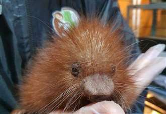 Rare baby porcupine latest arrival at animal park