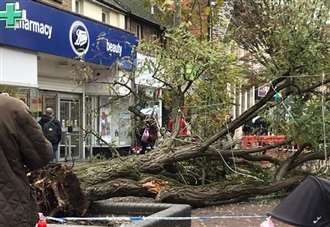 Huge tree topples over in busy shopping area
