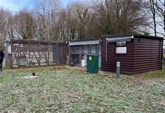 Plans for facility upgrade at cat rehoming centre