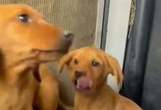 Stray puppies could get new home