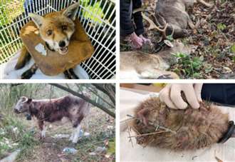 More than 500 animals trapped, mutilated and killed by litter in Kent