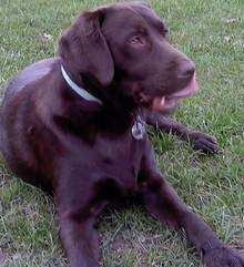 Kim Woollard's dog Barney ate 93 pebbles on Sheerness Beach