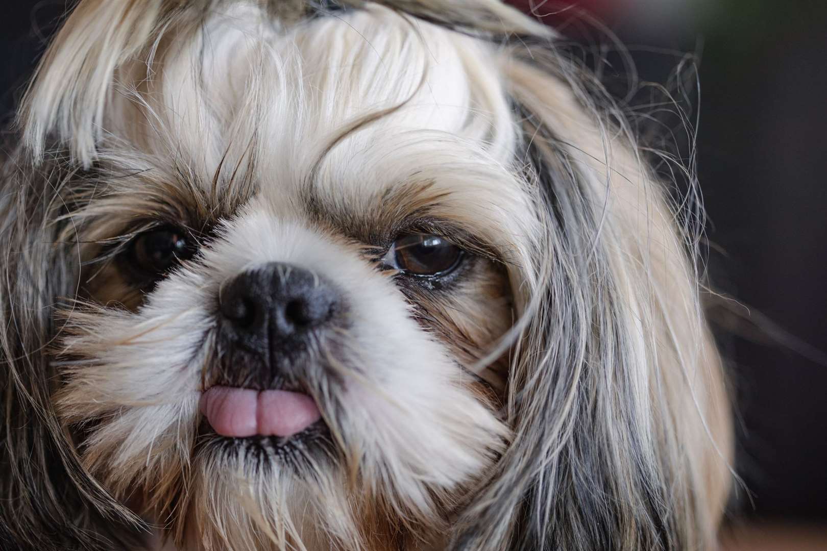 Closeup portrait of a shih tzu dog, looking at the camera (63166002)