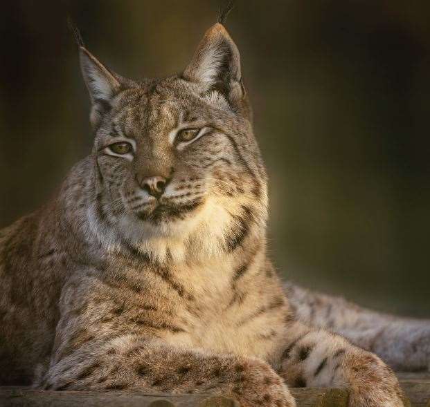 The Eurasian lynx was 21