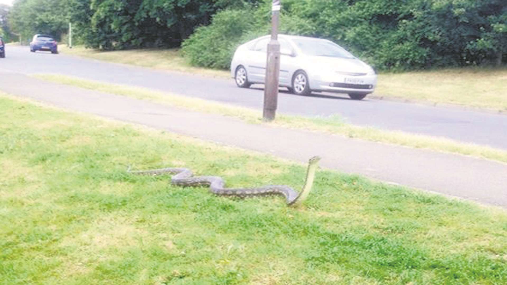 The snake was on the loose in Larkfield. Picture: Sarah Bick
