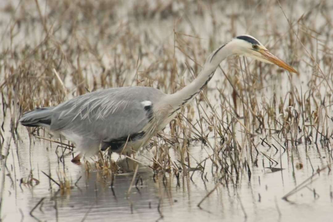 A heron was stot in the wing with an airgun prompting an RSPCA investigation. Stock picture by Dave Banks