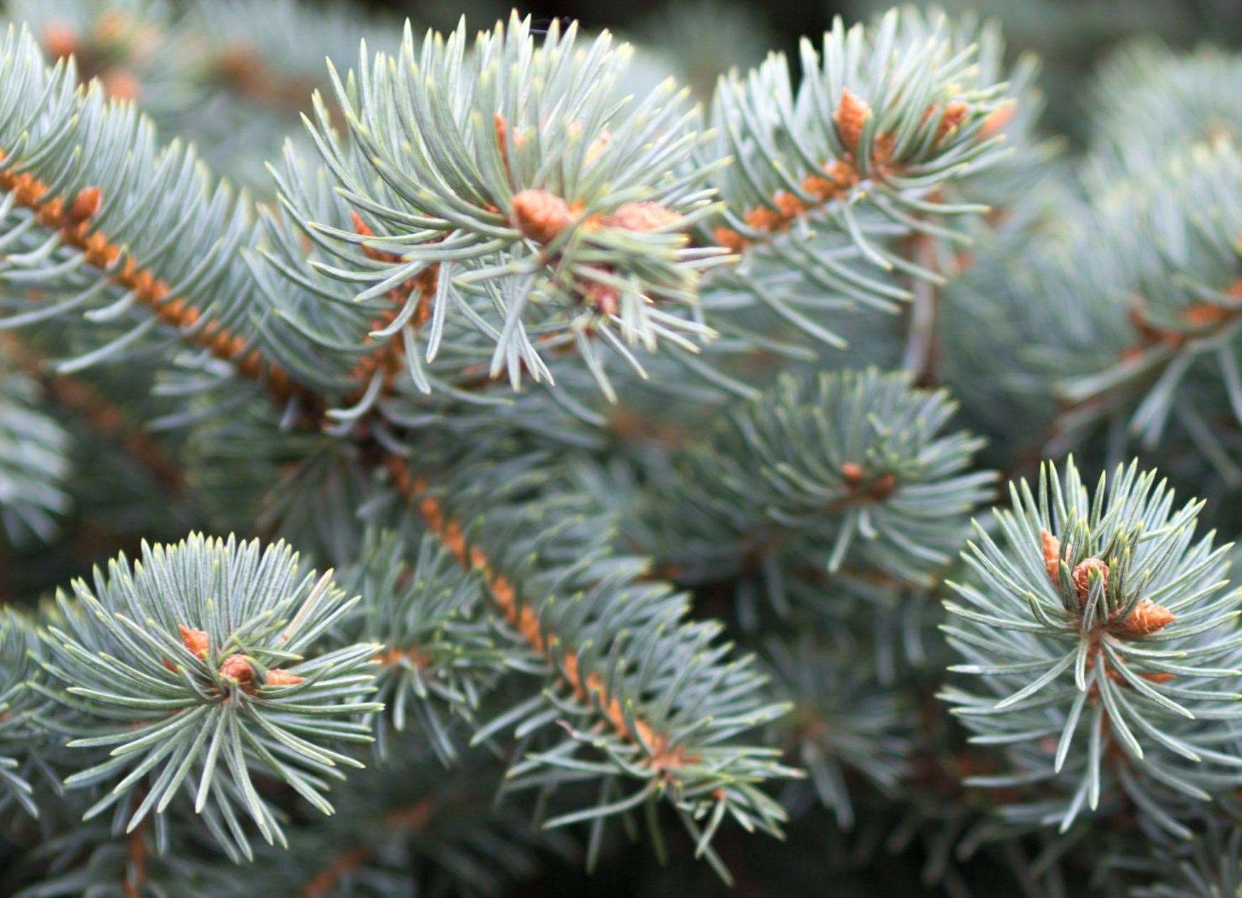 There is no proof pine needle tea can protect you against Covid