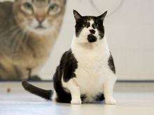 Nicky Fat Cat