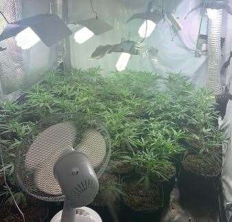 A cannabis farm has been discovered in Bexley