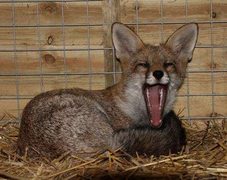 Baxter, Wildwood's new (and sleepy!) red fox