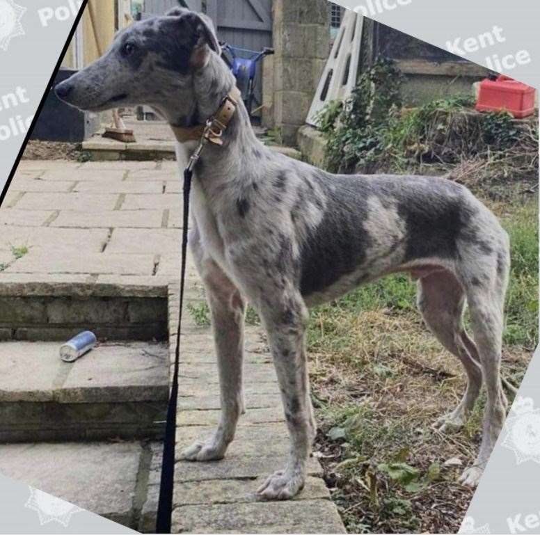 Police are asking anyone who has seen or been offered the dogs for sale to contact them