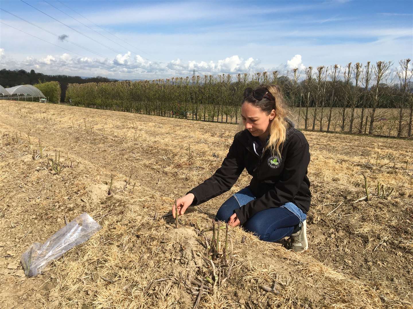 Suzie Kember picks some asparagus in the field