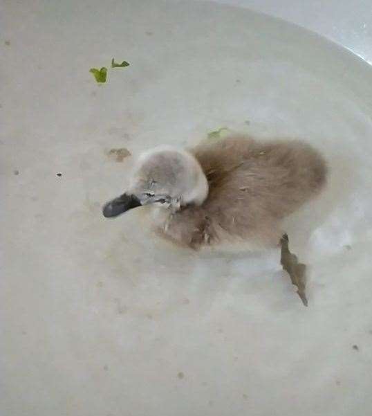 A rescued cygnet recovering at Ray Allibone's Swampys Wildlife Rescue