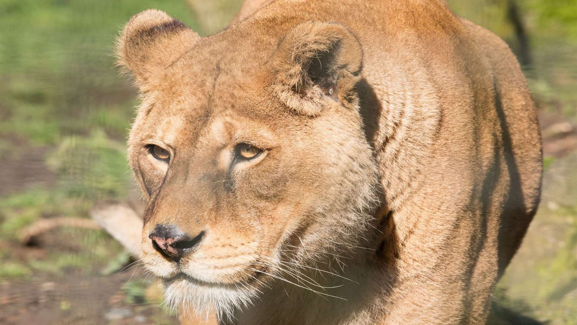 Samira the lion at Port Lympne who has died. Picture: Port Lympne Reserve