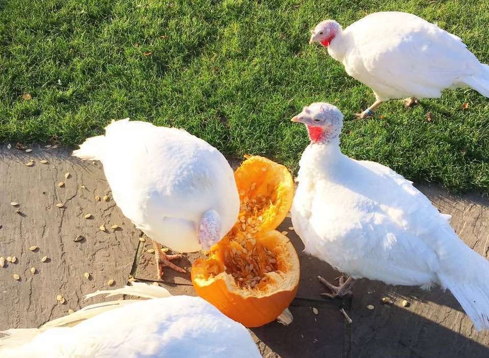 Rescued turkeys at the Happy Pants Ranch in Rainham