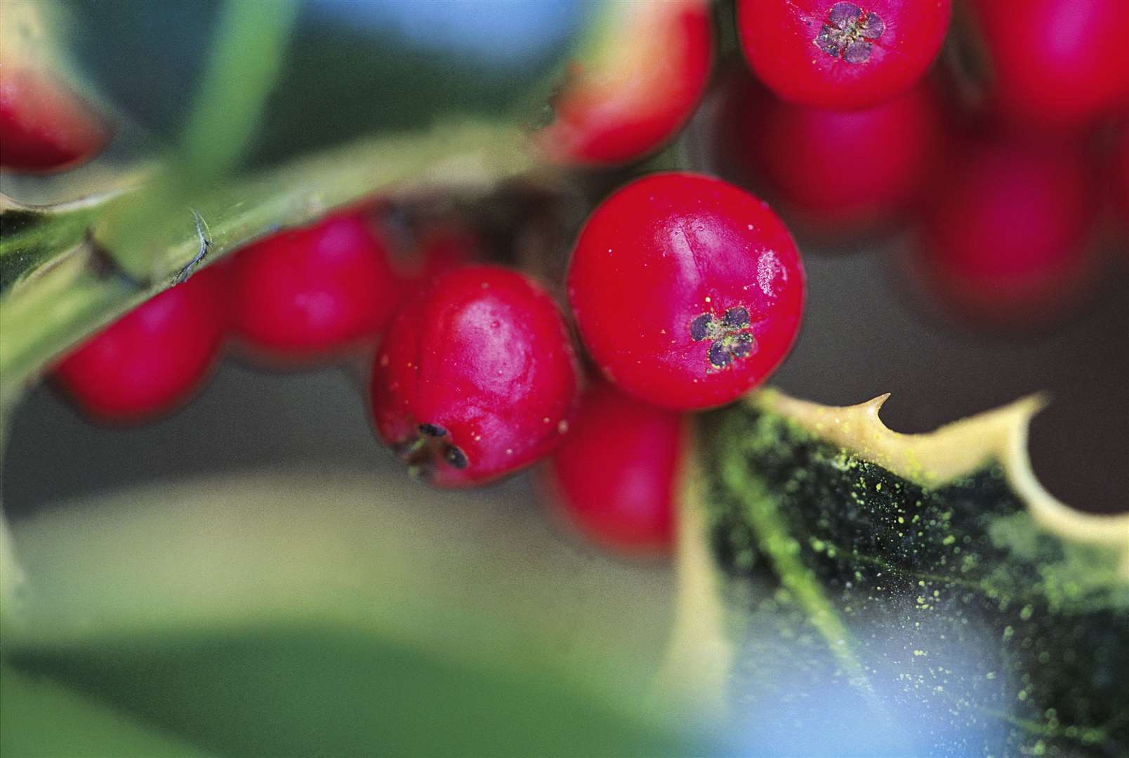 Holly berries and leaves. Image: Stock photo