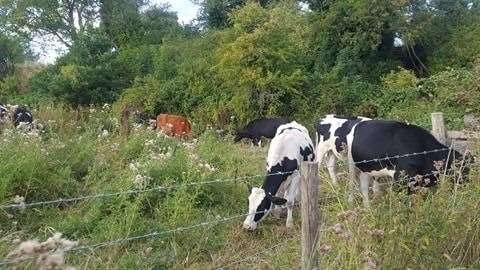 The second encounter took place near the cow field by the Stour. Picture: Estelle Mey