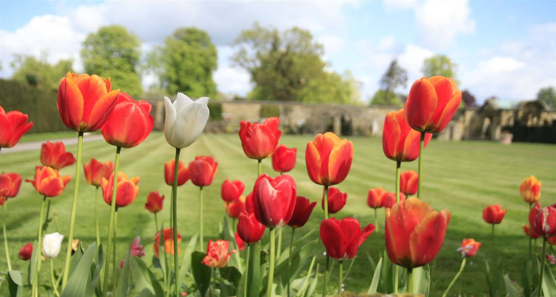Tulips at Hever Castle Picture: Hever Castle & Gardens