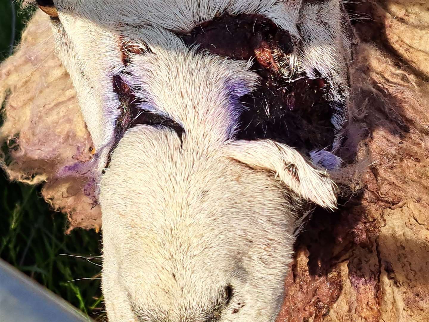 Sheep were left with deep wounds to their faces in a suspected dog attack at Old Romney. Picture: Donna Walker-Hudson
