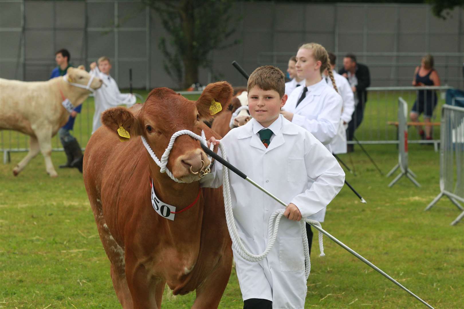 Young farmers with cows at the Kent County Show. Picture: John Westhrop. (13505737)