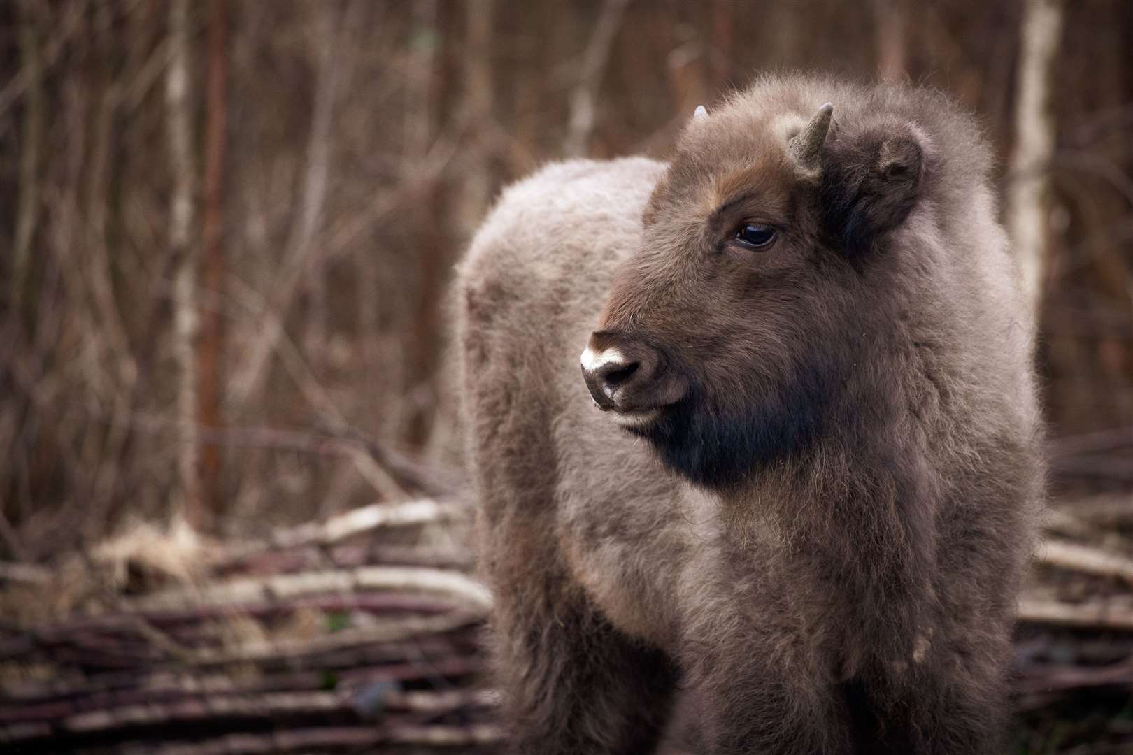 The calf was born in September. Picture: Donovan Wright