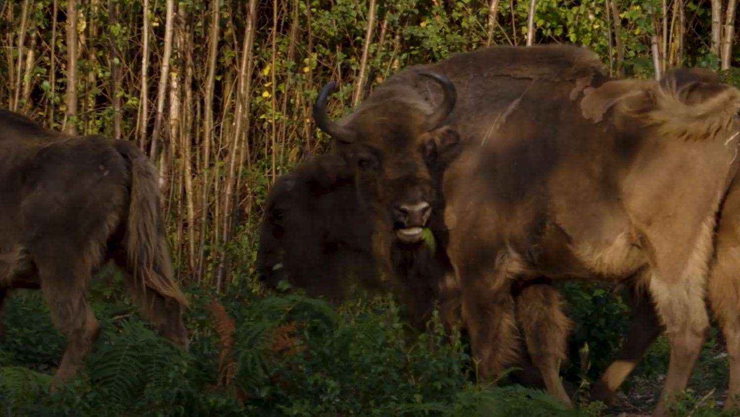 The bison moments after their release into the woods. Pic: Kent Wildlife Trust